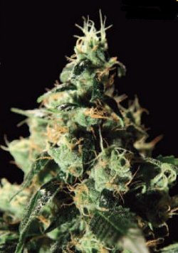 chem dog medical marijuana seeds