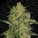 nebula II cbd medical marijuana