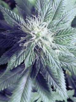 o g kush taste bud medical cannabis seeds uk