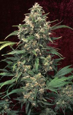 strawberry cough uk cannabis sees