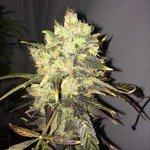 supreme cbd durban medical cannabis