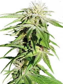 sweet tooth medical marijuana seeds