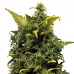 blue cheese seeds