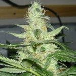 Cheese Wreck seeds