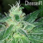 cheese#1 seeds