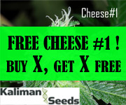 cheese seeds
