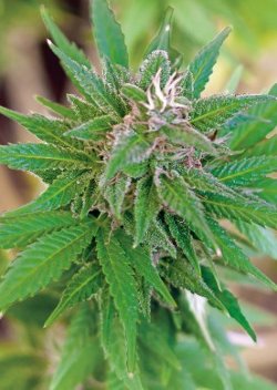 little cheese auto-flowering feminised cannabis seeds
