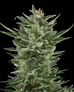 quick one auto-flowering feminised royal queen cannabis seeds