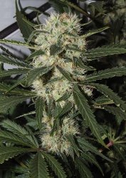 northern light royal queen feminised seeds