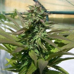 purple power best cannabis seeds outdoors in england