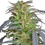 Barney's Farm Critical Kush Feminized Marijuana Seeds