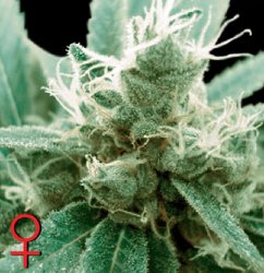 Greenhouse Seed Co. TrainWreck Feminized Marijuana Seeds