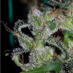 Ace Seeds Feminized Zamaldelica Marijuana Seeds