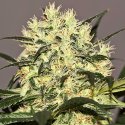 CBDoc medical marijuana seeds