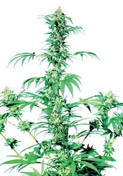 early girl best cannabis strains for outdoor growing in england