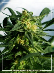 early misty cannabis seeds