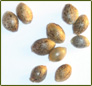 free seeds thumbnail