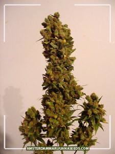 skunk red hair seeds