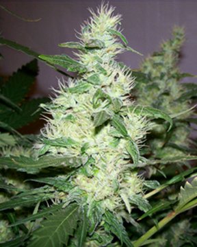 White Widow seeds produce this!