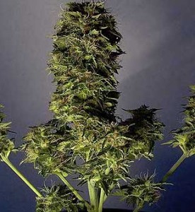 lowryder - marijuana flowering stage