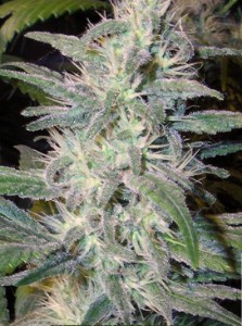 citral marijuana seeds
