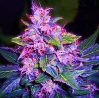 blueberry cannabis seeds