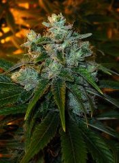 trainwreck feminised medical marijuana