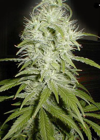 amsterdam indica cannabis seeds