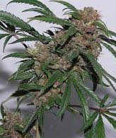 big-black-indica-1 marijuana seeds big black indica