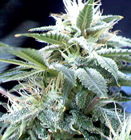 supernova chronic cannabis seeds