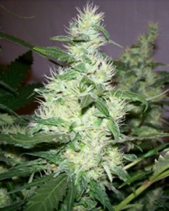 white widow best indoor cannabis strains