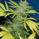 g13 skunk cannabis seeds