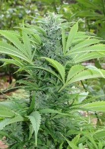 dutch dope cannabis outdoor uk