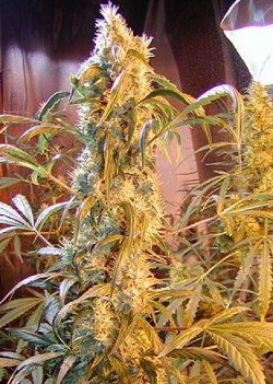 mango white widow mr nice cannabis seeds