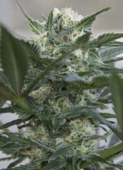auto-flowering kush cannabis seeds indoor uk feminised