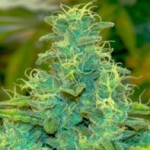 O.G. Kush medical marijuana seeds