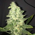 supreme cbd kush medical cannabis