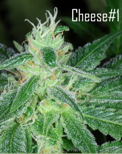 cheese cannabis seeds
