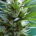 LSD Feminized Marijuana Seeds from Barney's Farm