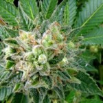 diesel feminised cannabis seeds uk