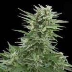 Royal Queen Easy Bud Auto-flowering Feminized Marijuana