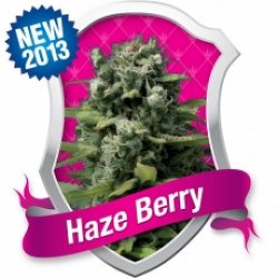 haze berry feminised marijuana