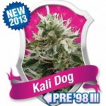 kali dog feminised marijuana