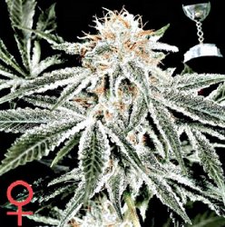 Greenhouse Seed Co White Widow Feminized Marijuana Seeds