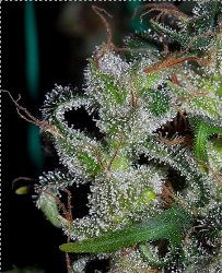 Ace Seeds Feminized Zamaldelica Marijuana Seeds
