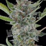 White Widow Automatic Feminized Dinafem Marijuana Seeds