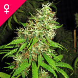 Super Silver Cheese feminized seeds from Weed Seed Shop UK